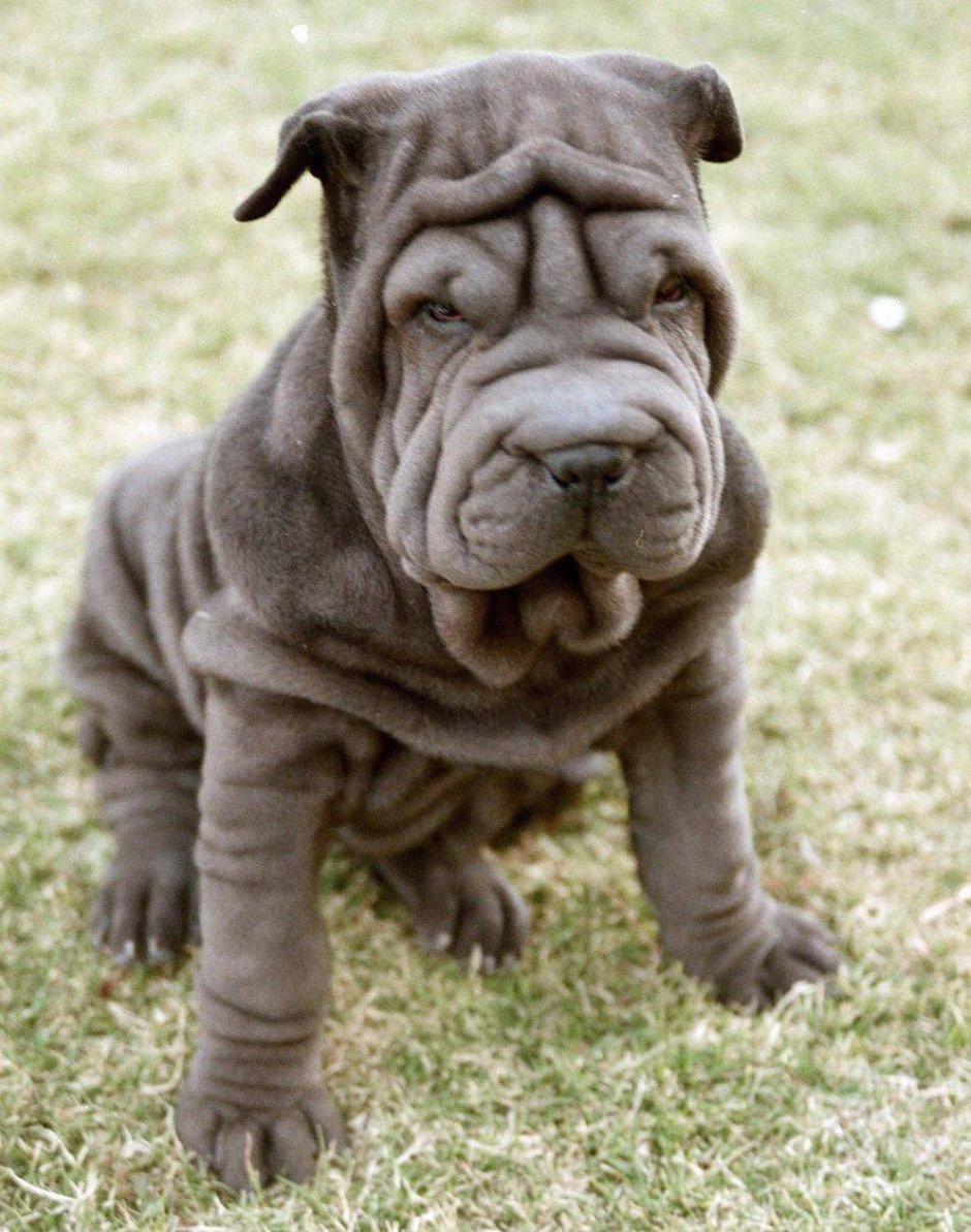 Собака шарпей бульдог