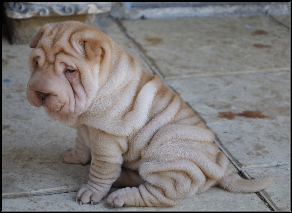 Порода шарпей