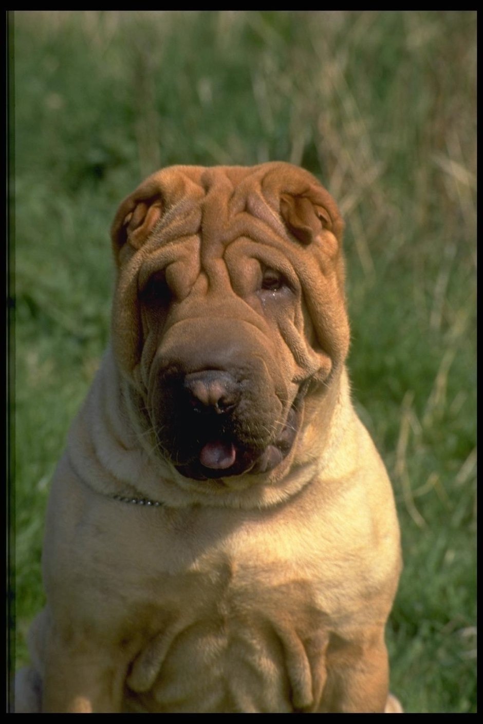 Собака шарпей