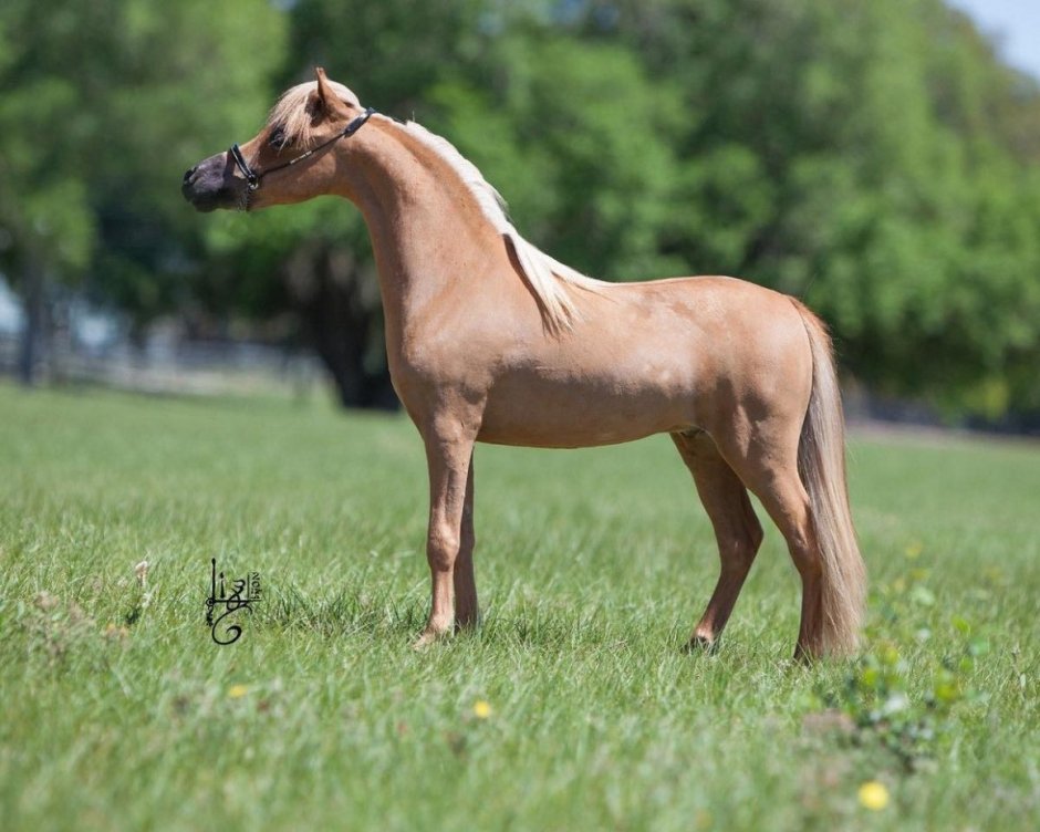 Американский мини Хорс