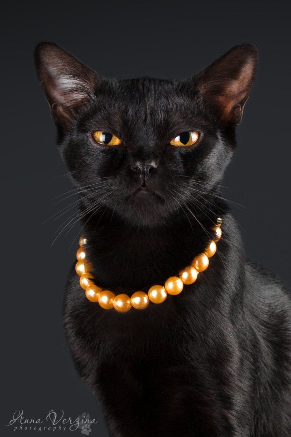 Бомбейская кошка