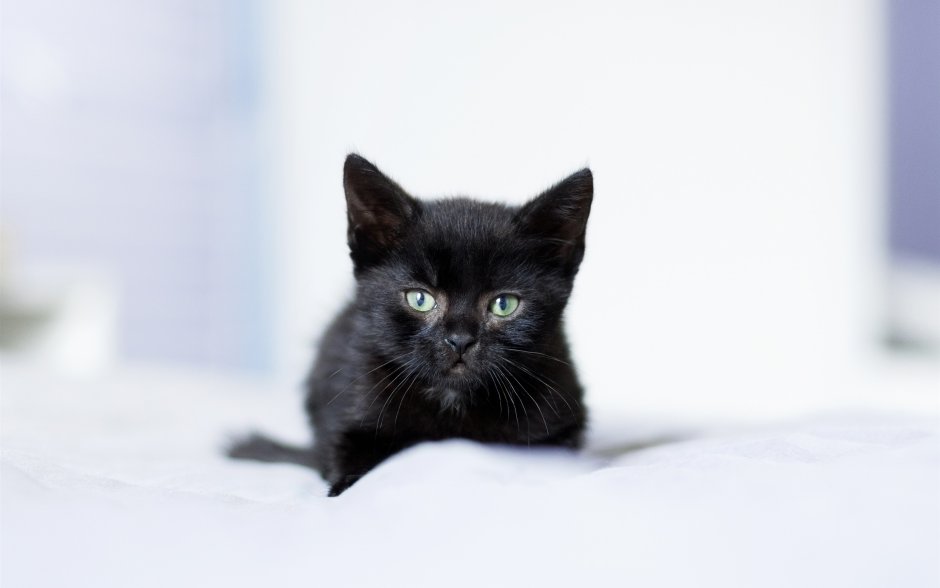 Чёрный котёнок с голубыми глазами