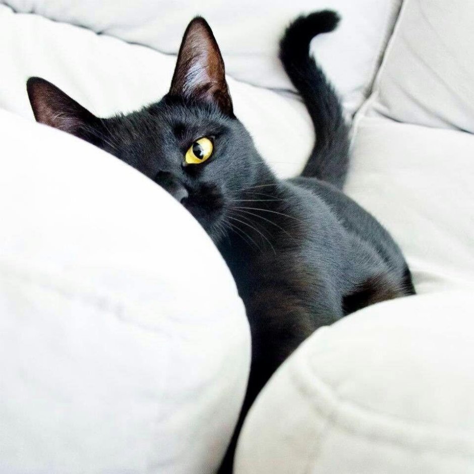 Черная кошка
