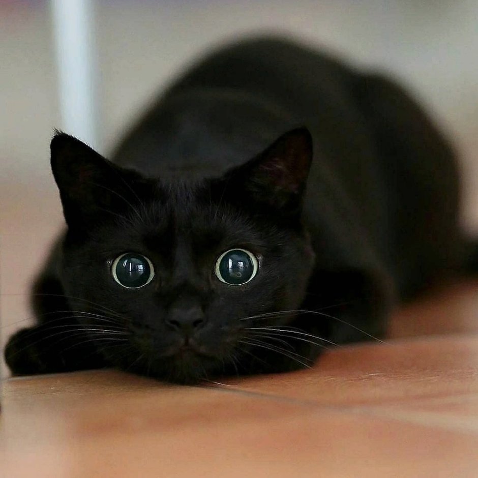 Черный котенок