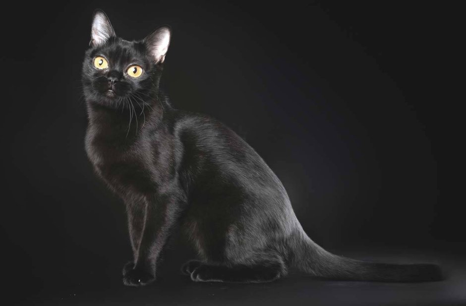Бомбейская кошка