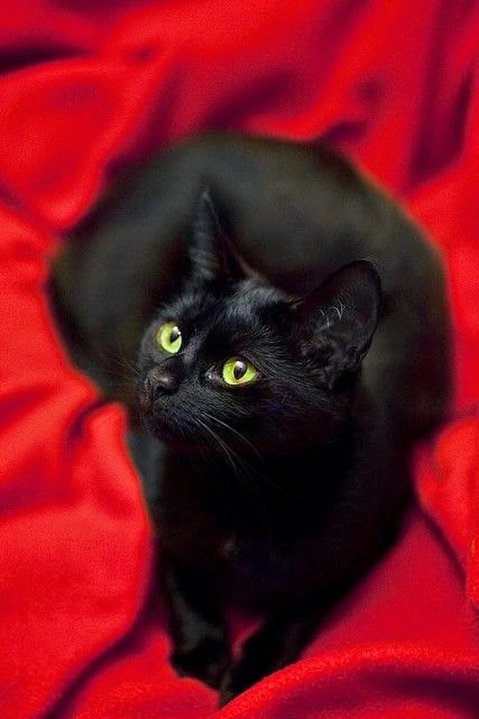 Чёрный кот