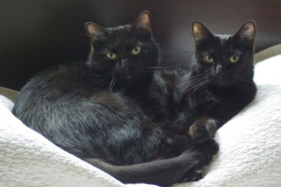 Черная кошка с котятами