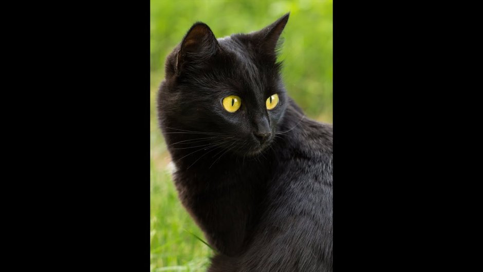 Cat wide width