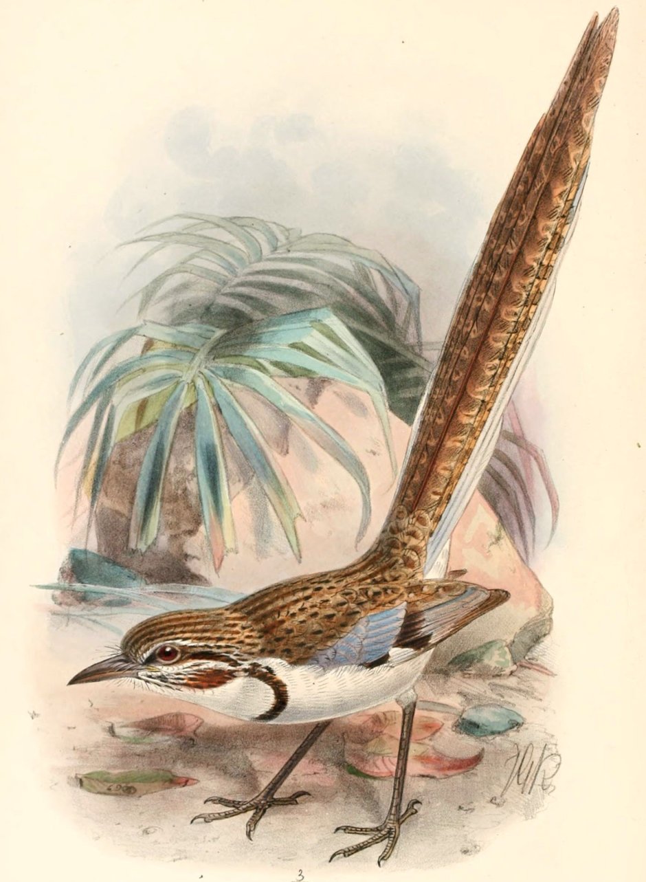Uratelornis Chimaera