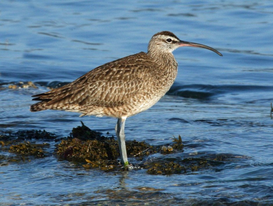Средний кроншнеп (Numenius phaeopus)