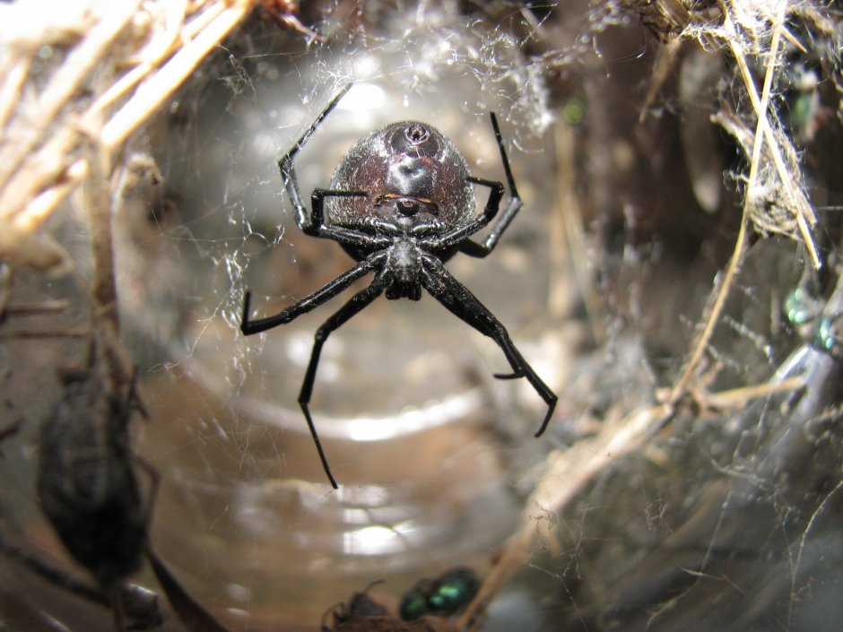 Araneus diadematus - крестовик