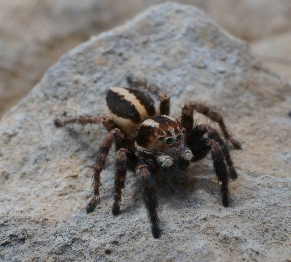 Poecilotheria Metallica паук