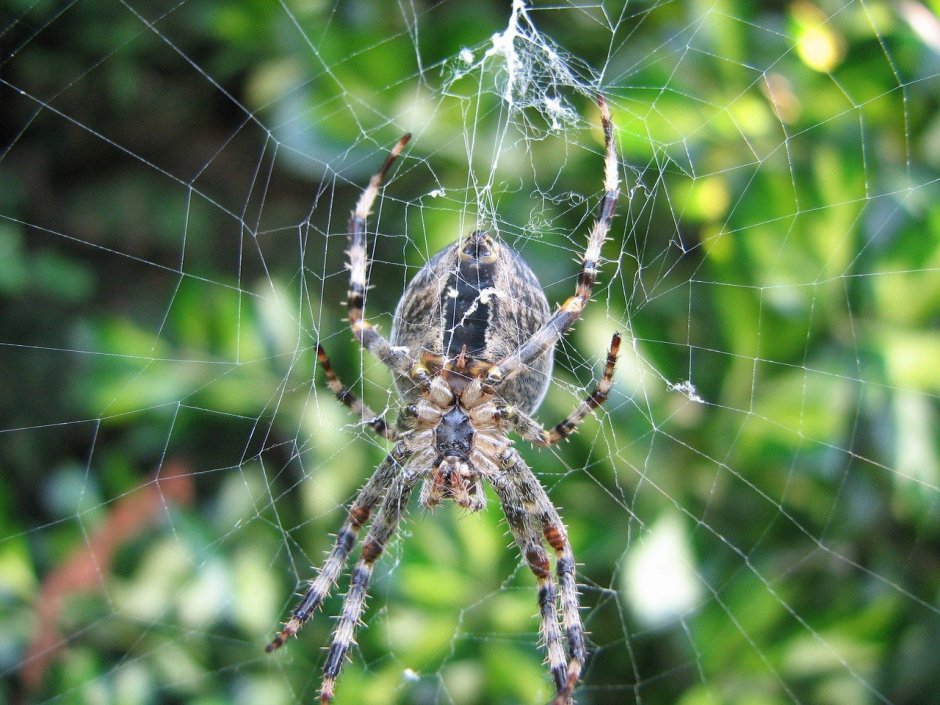 Steatoda triangulosa паук