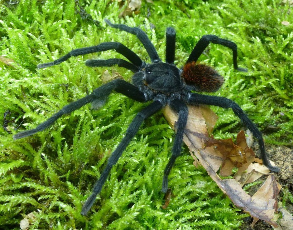 Паук Chromatopelma cyaneopubescens