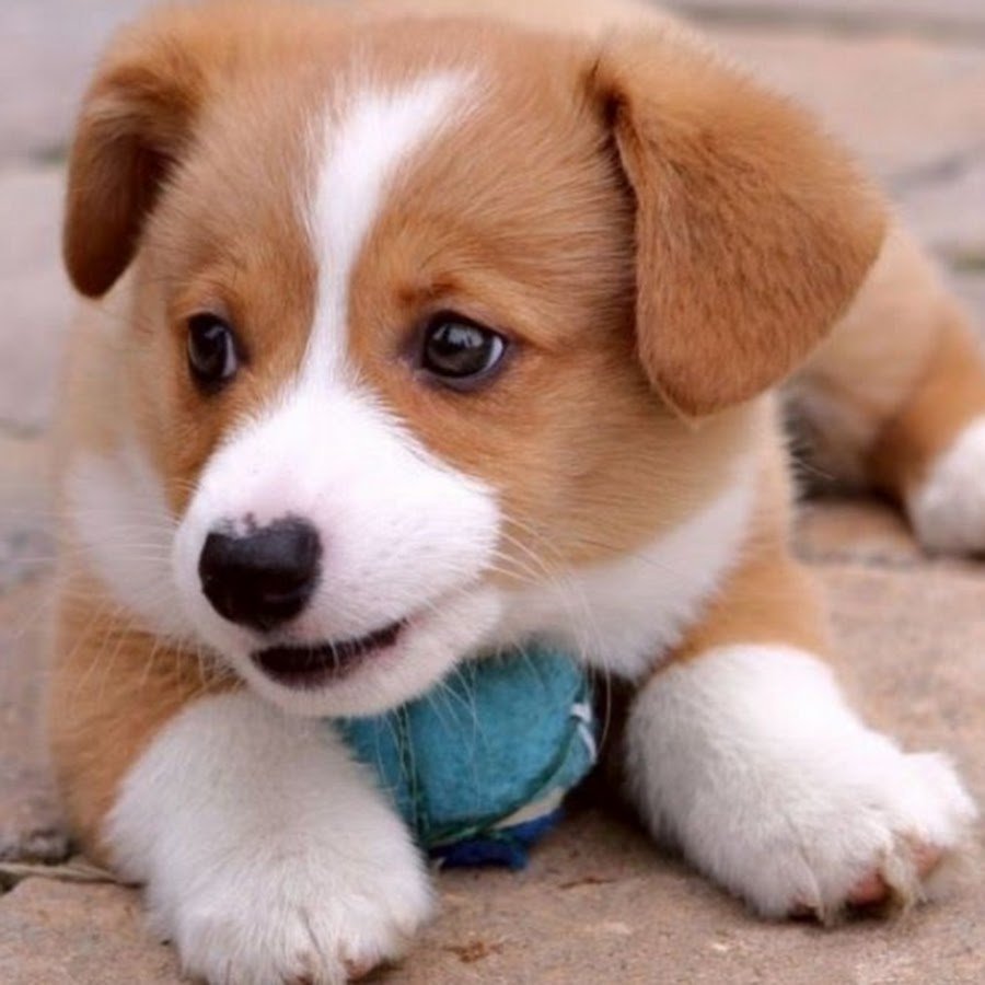 Милые щенки