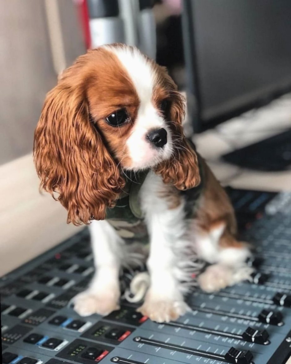 Кавалер Кинг Чарльз спаниель