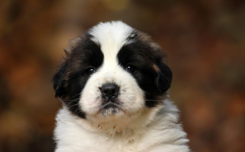 Московская сторожевая щенки