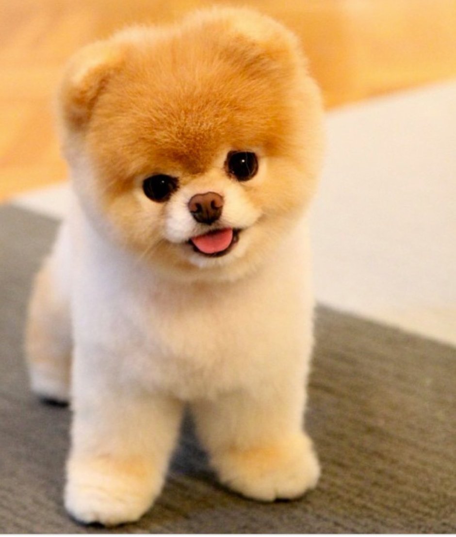 Микро померанский Пуппи