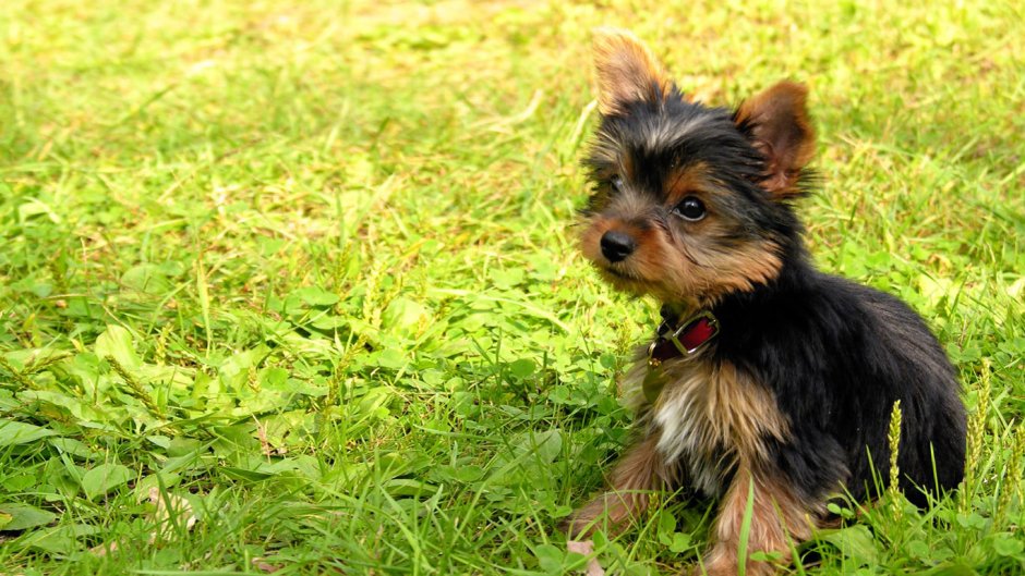 Ешкорский терьер