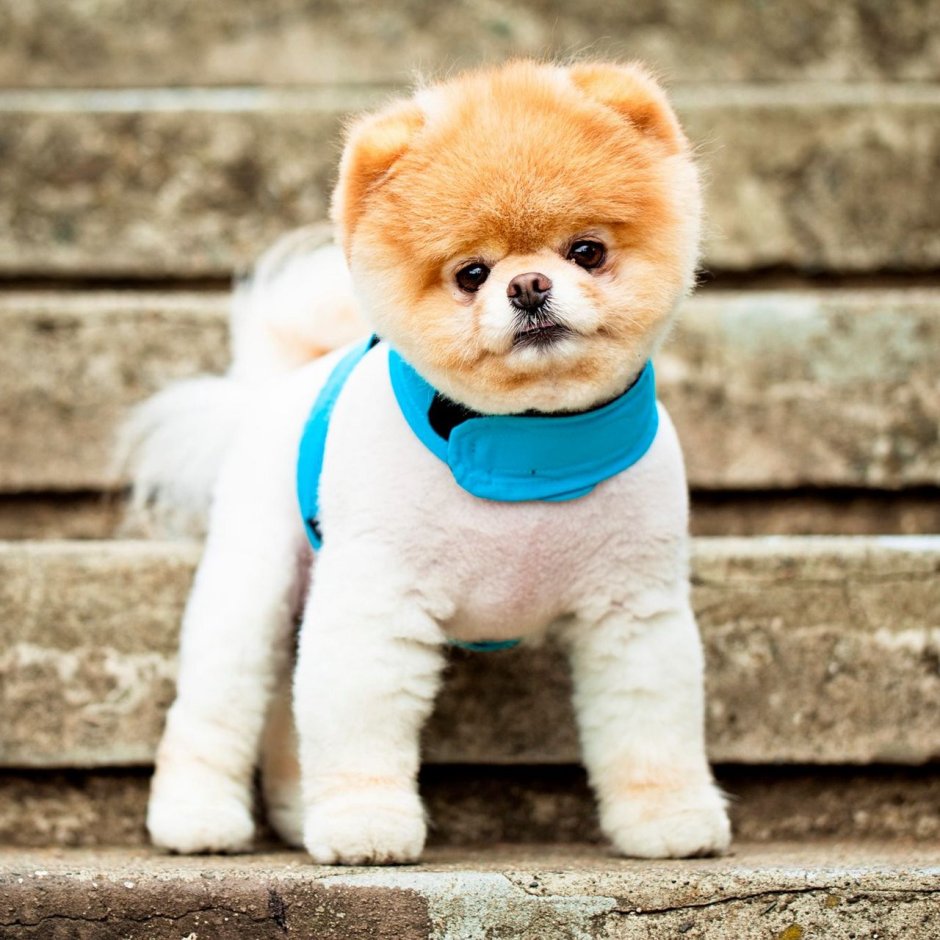 Померанский шпиц