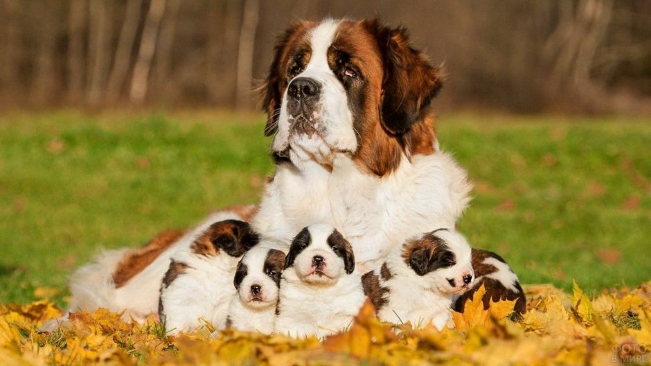 Длинношерстный Сенбернар