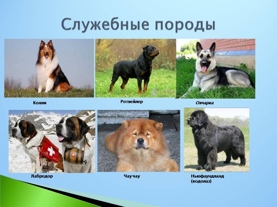 Служебные породы