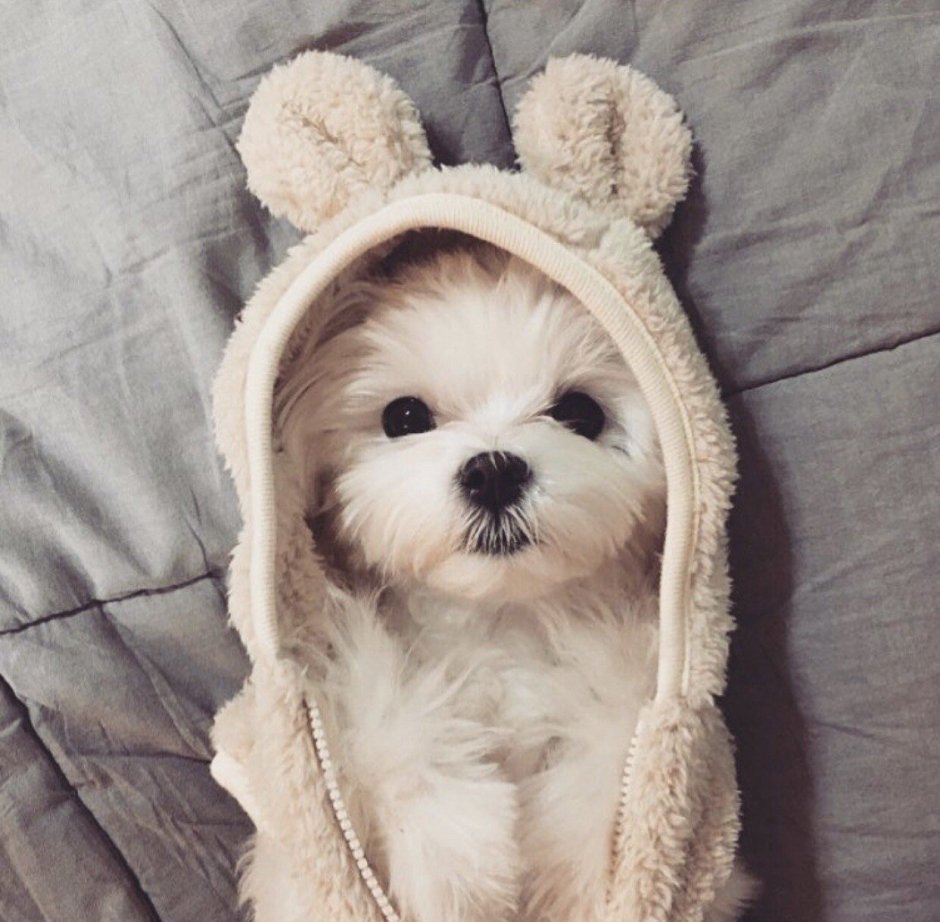 Милые собачки