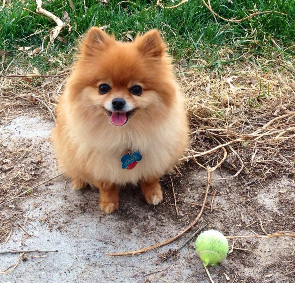 Шпиц Лисичка