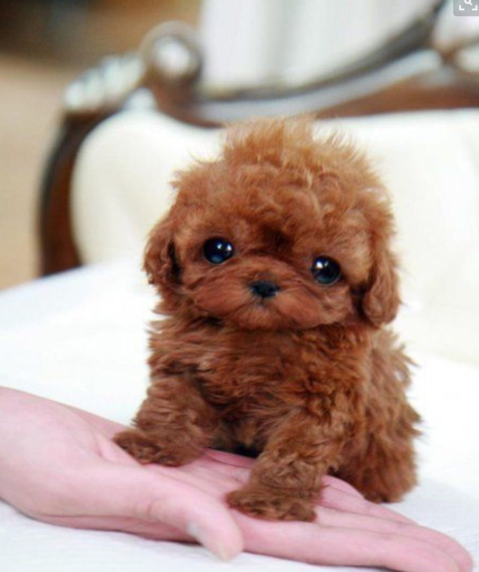 Тикап Тедди пудель