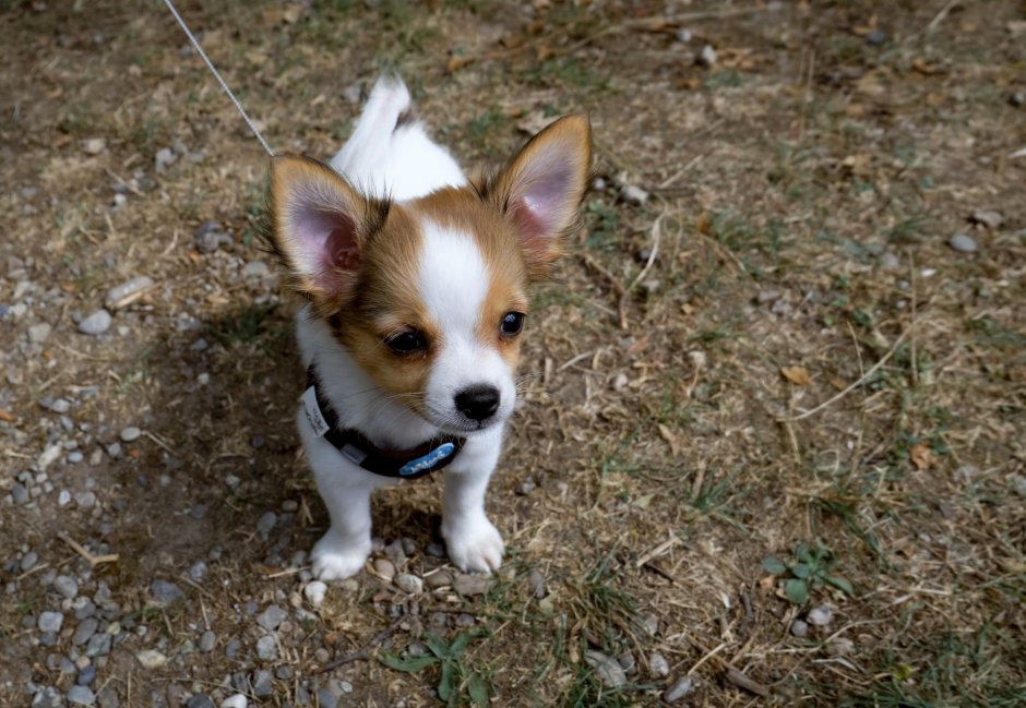 Маленькие и средние породы собак на прогулке