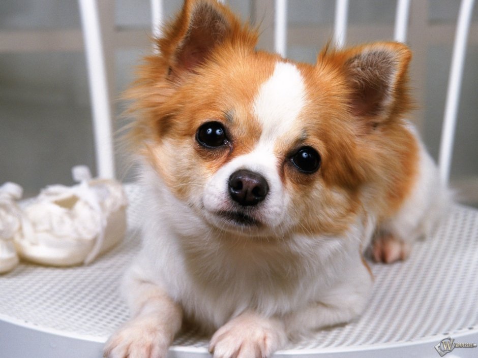 Домашние собачки маленькие породы