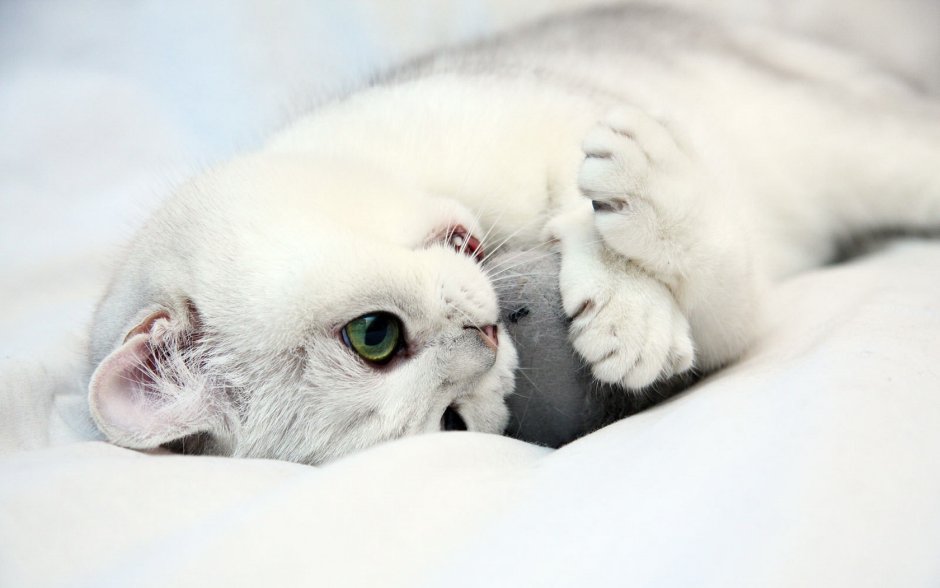 Милые котики