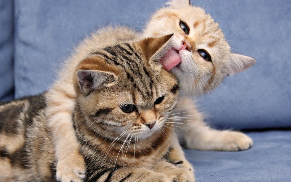 Котики обнимашки