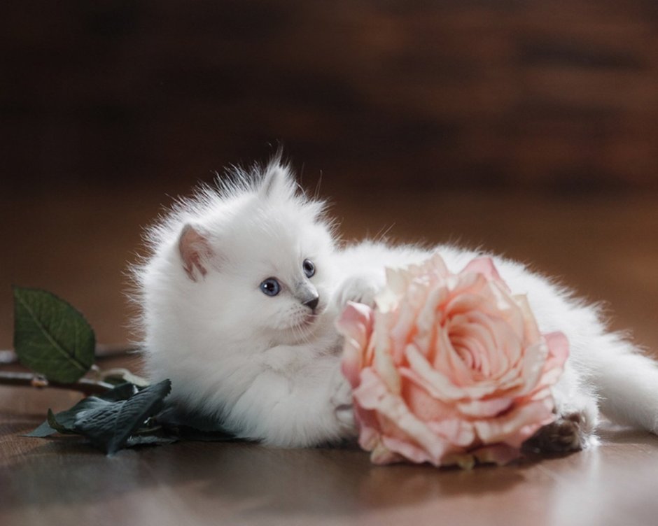 Нежные котята