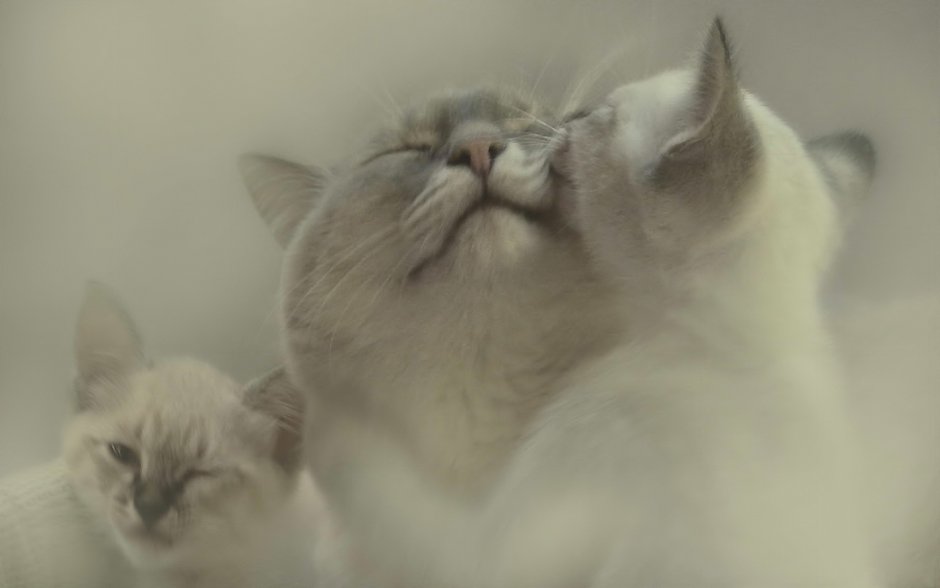 Нежная кошка