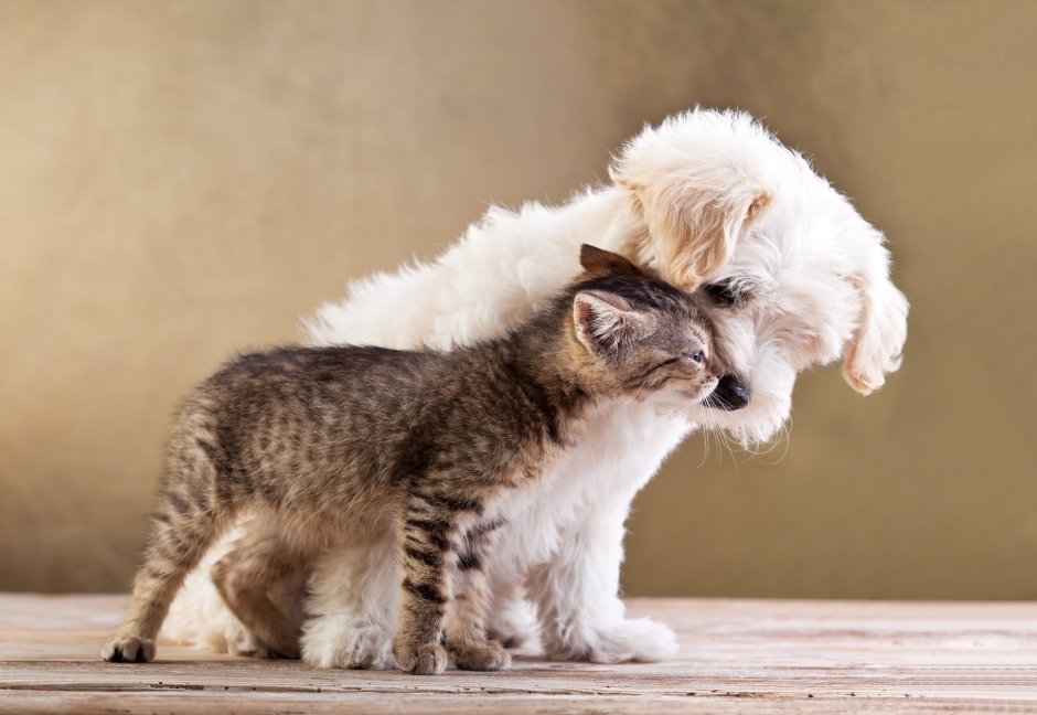 Котики собачки