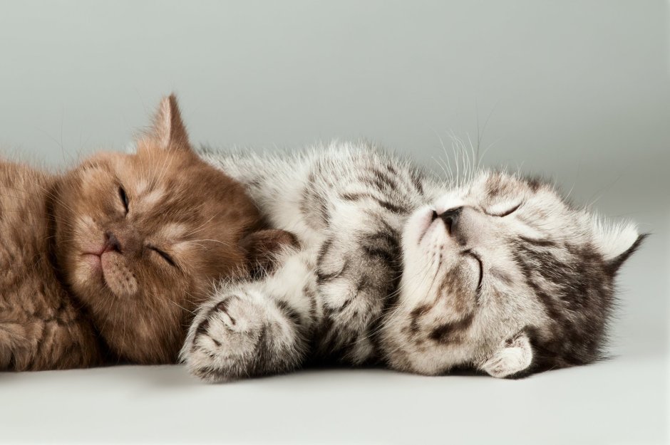 Красивые котята