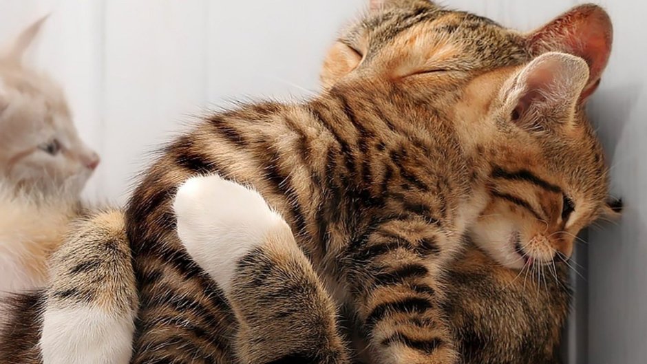 Кошка с котятами