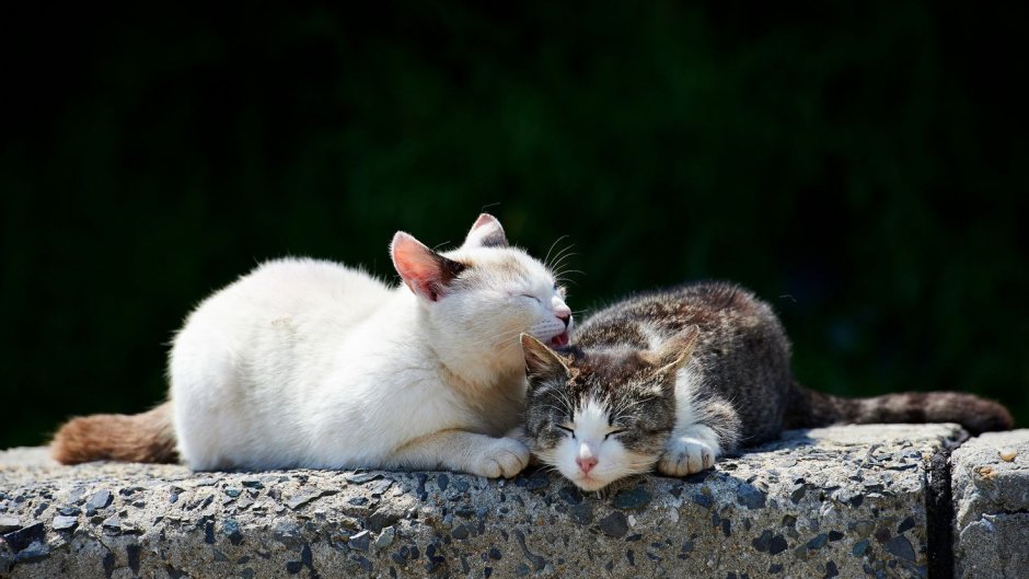 Весна любовь коты