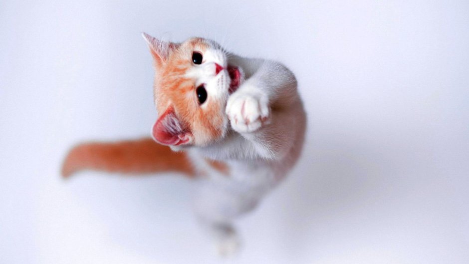 Милые коты