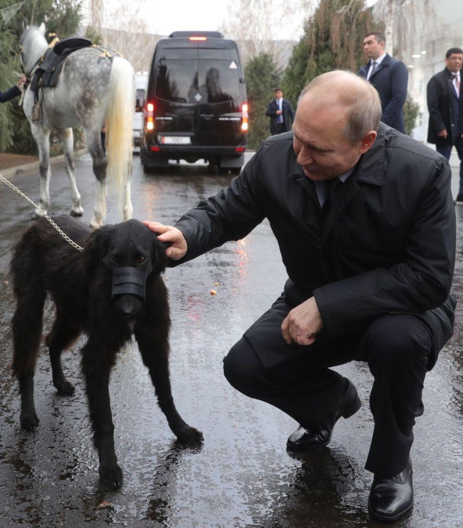 Волкодав порода алабай