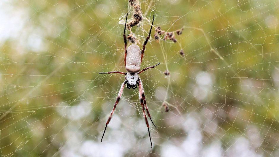 Nephila maculata