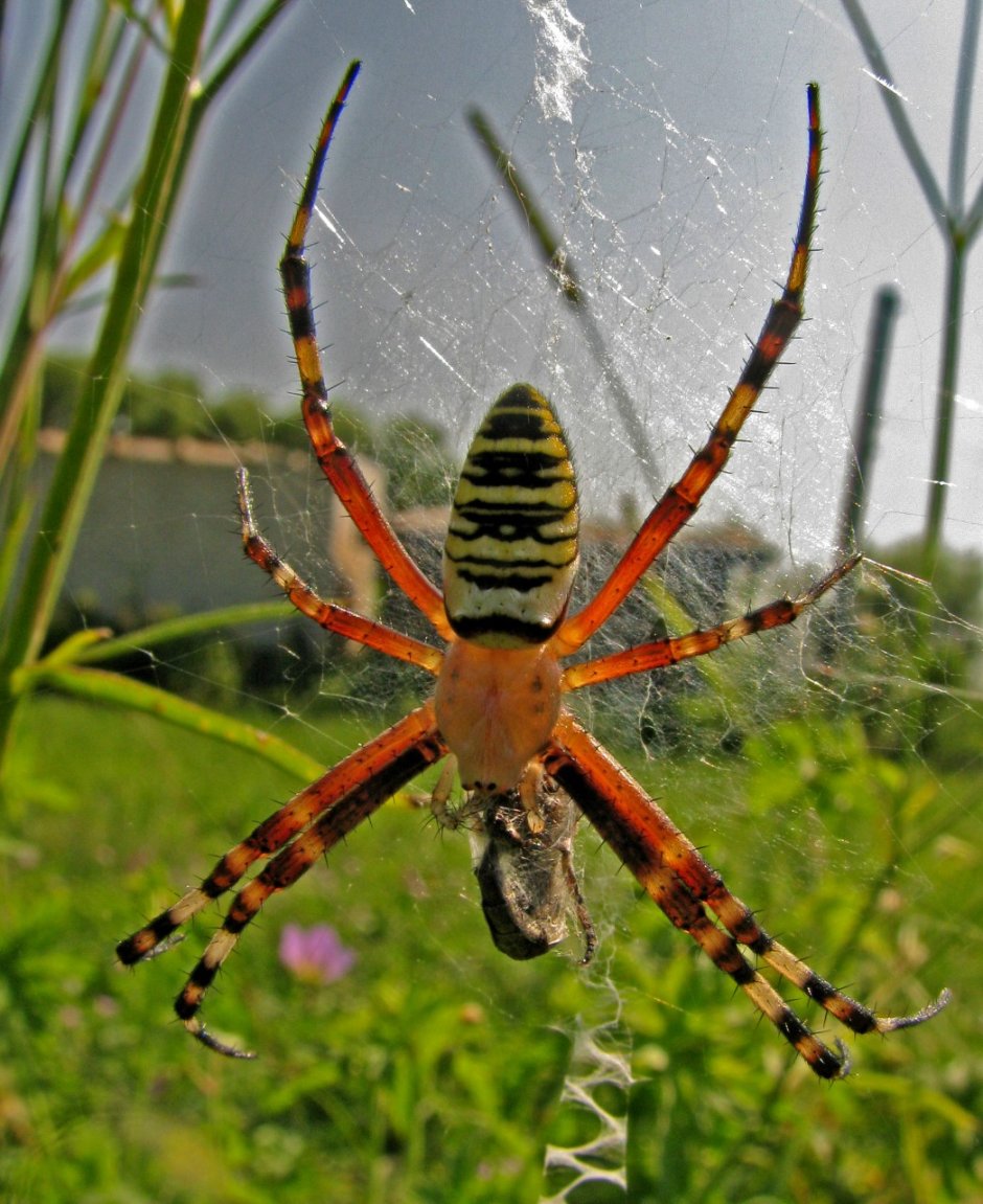 Пауки-кругопряды – Araneidae
