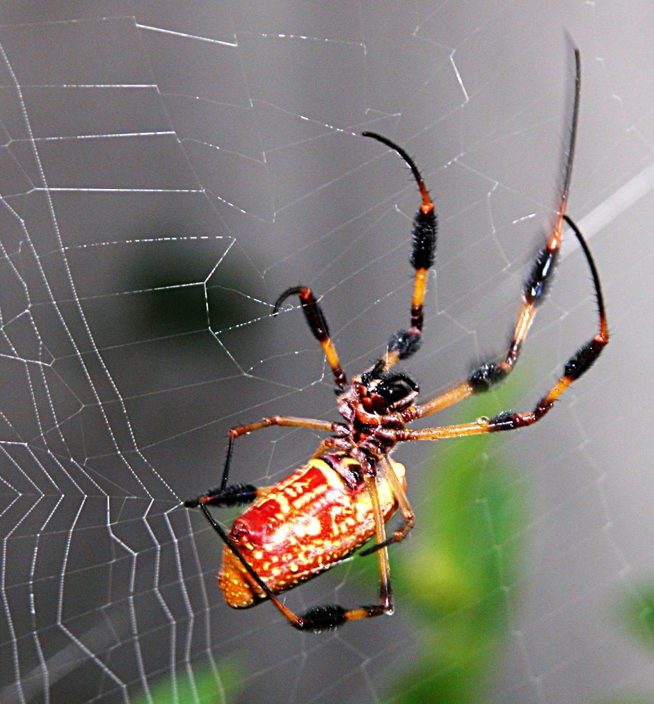 Nephila maculata паук