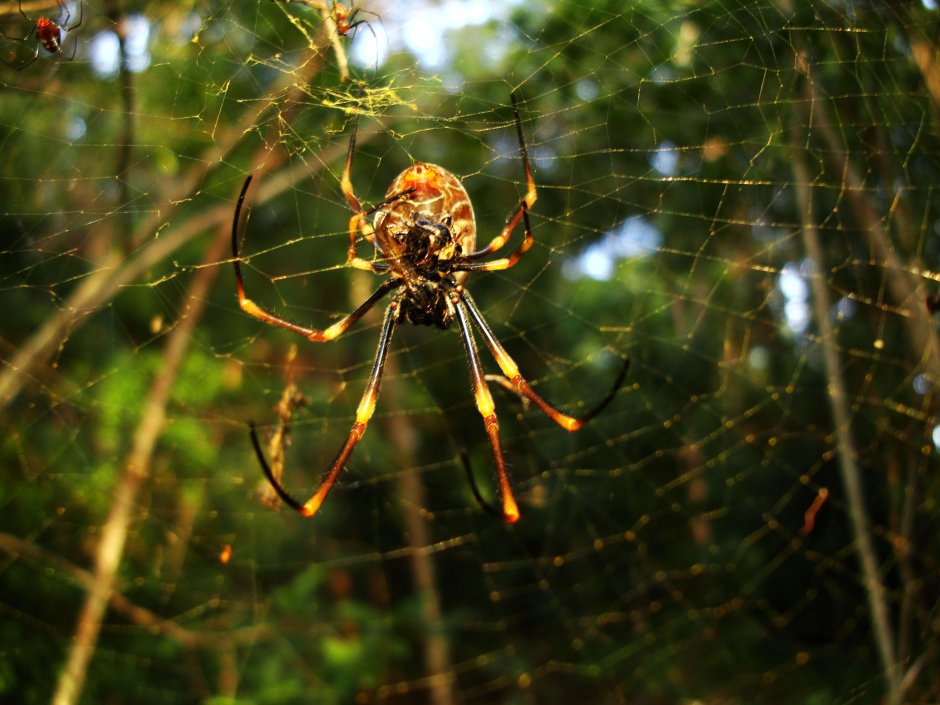 Мадагаскарские пауки Nephila