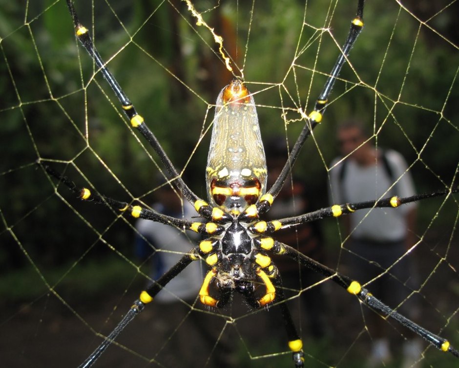 Паук золотопряд Nephila