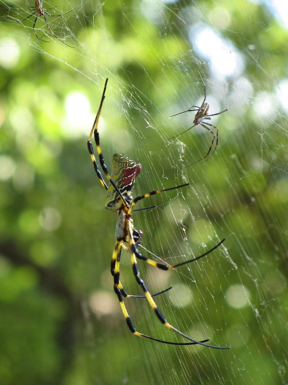 Пауки Nephila clavata