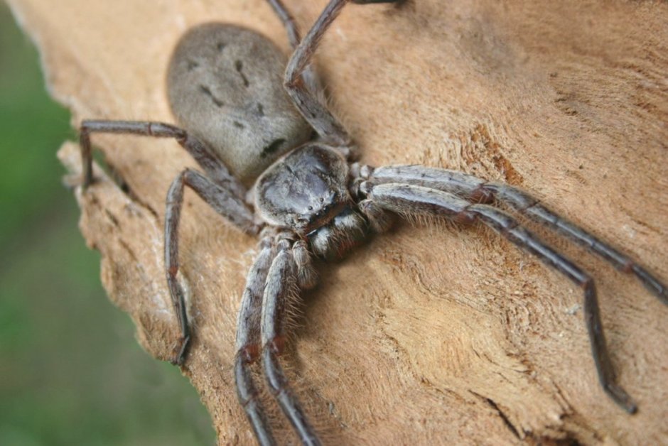 Паук-охотник heteropoda maxima