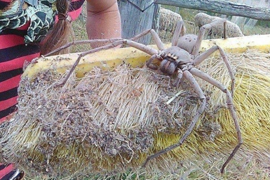 Гигантские пауки охотники Австралия
