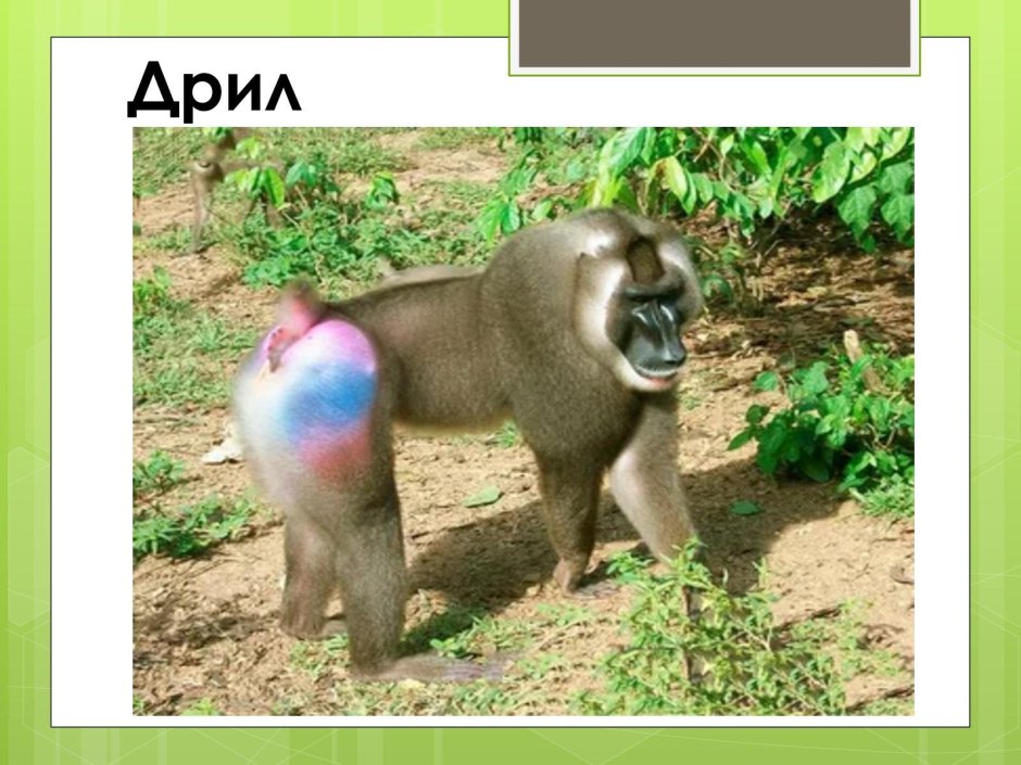 Дрил обезьяна